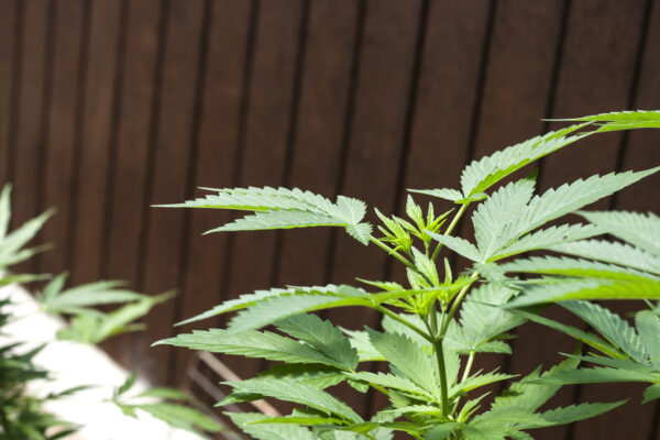 Cannabis-Pflanze Gesetzeslage